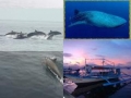 dolphin