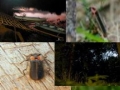 firefly