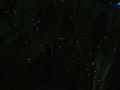 fireflywatching9
