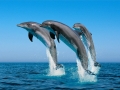 flying-dolphin1
